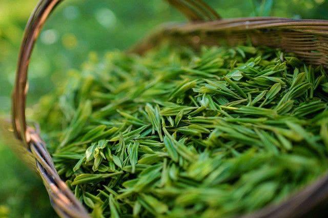 春茶开采期已至 检测仪器助力提升茶叶品质