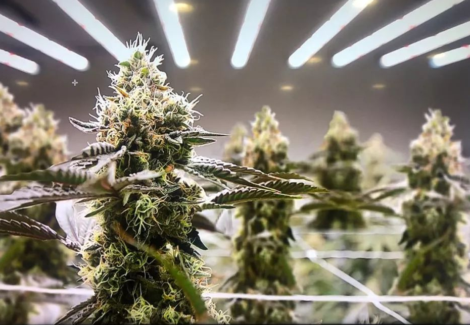 工业大麻深秋再热闹！
