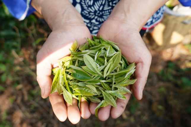 中国何时才能诞生世界级茶品牌？