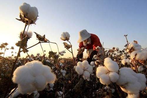 新疆棉花产业优势地位进一步巩固