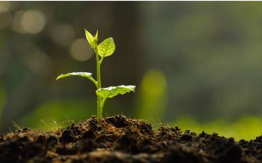 贸易协议后 明年肥料价格会更低?