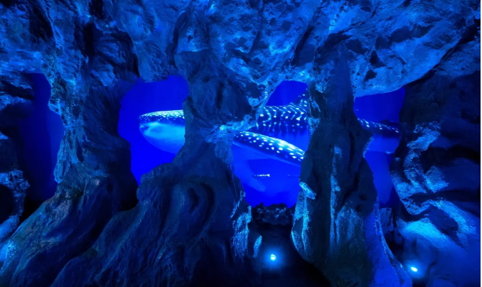 “”深蓝之境”海洋沉浸式互动展来袭