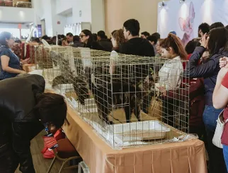 墨西哥宠物展现场图片2