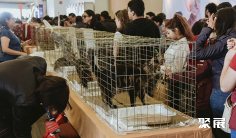 2025墨西哥宠物展时间和举办地点