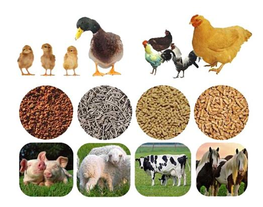 【饲料工业展】河北省饲料工业发展峰会