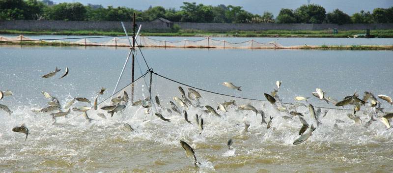 渔业看中国:2019第三届武汉国际渔业博览会暨水产养殖产业展览会